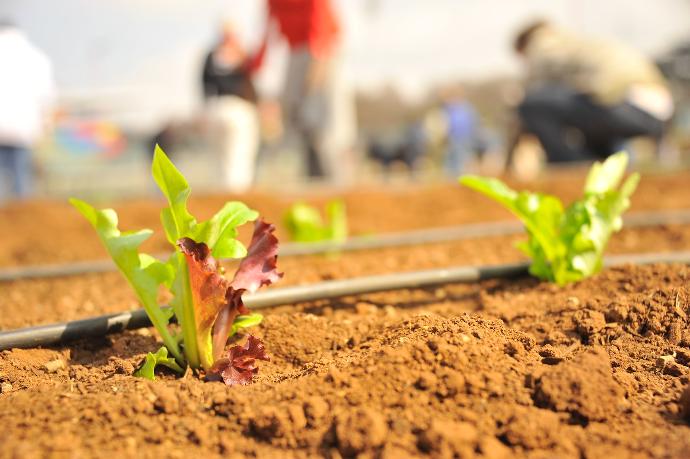 green plant on brown soil during daytime